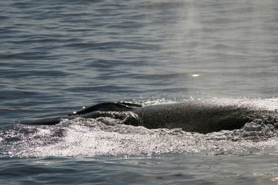 US experts probe beaching that killed 17 whales