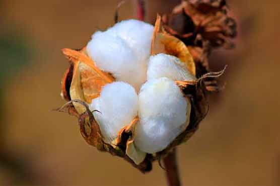 Pak-US scientists work to combat cotton disease