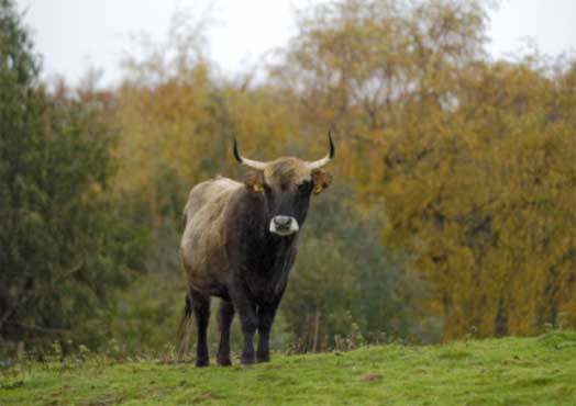 Bull goes on the run at Edinburgh Zoo 