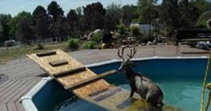 Wandering deer makes splash in home's pool