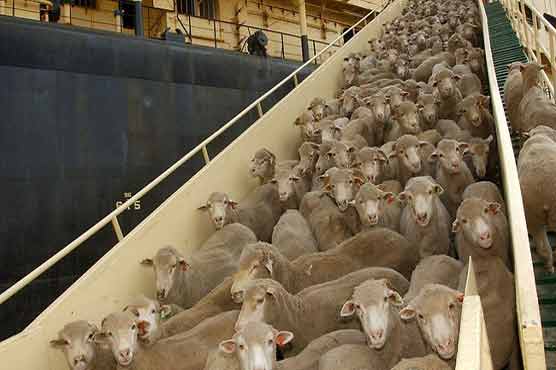 Health concerns: Australian sheep unloaded in Pakistan 