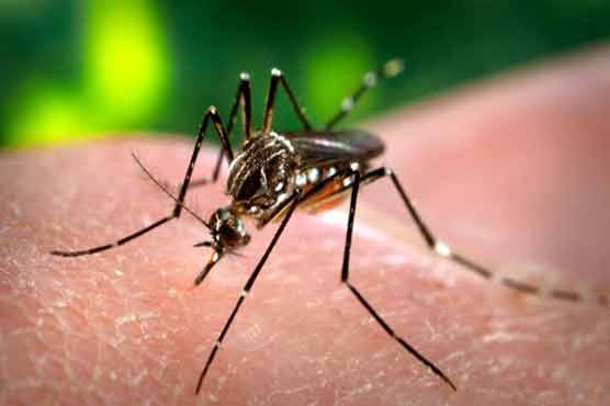 Woman dies of dengue in Karachi, 7 new cases appear  