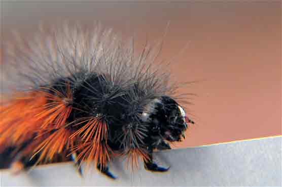 Traveller eats caterpillars hidden in luggage 