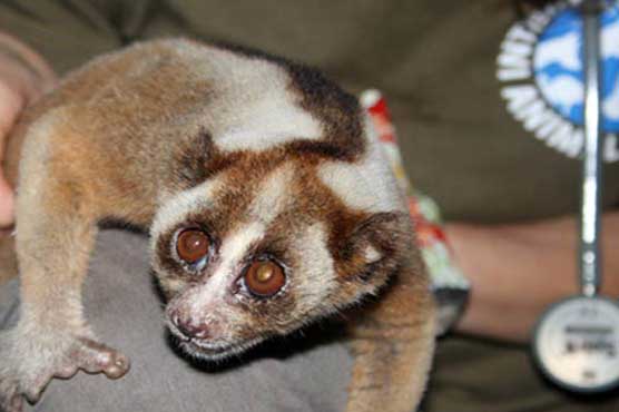 Passenger caught with monkey in his pants 