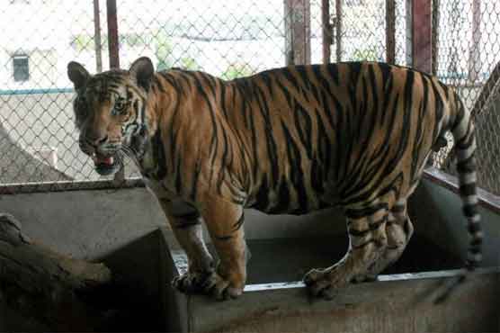 Thai police discover 6 tigers on apartment roof 