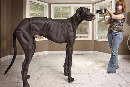 Great Dane from Michigan is world's tallest dog