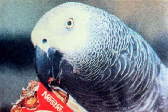 55-year-old parrot dies after signing his last word 'cheerio'