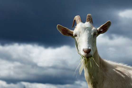 Chicago looking for goats to graze at O'Hare