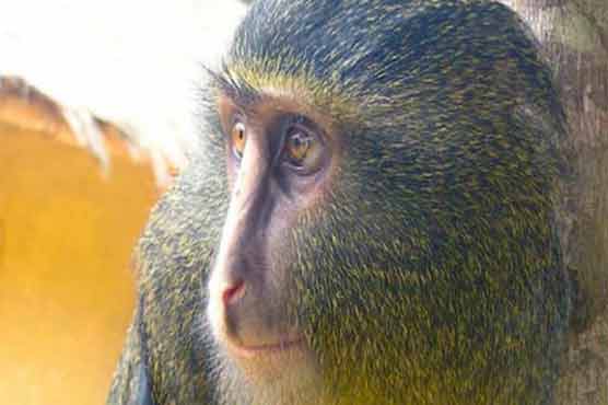 New, colorful monkey species discovered in Africa rain forest