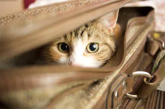 Cat travels 1,000 miles in owner's suitcase 