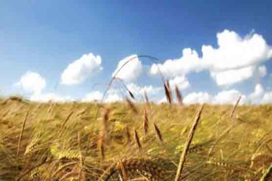 US scientists arrive in Pakistan to combat plant diseases