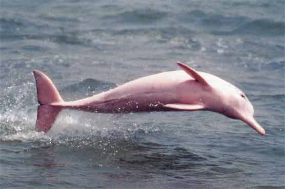 Bolivia enacts law to save Amazon River dolphins