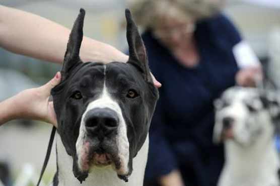 Dogs shoot their owners 