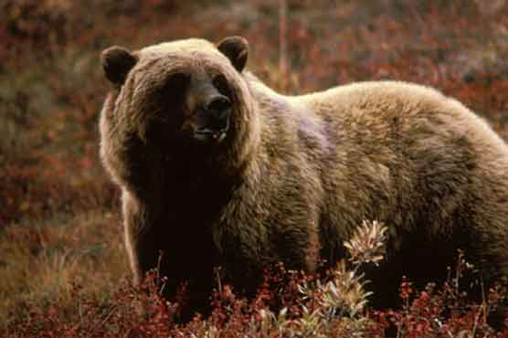 Romania: Police hunters tracking brown bear 