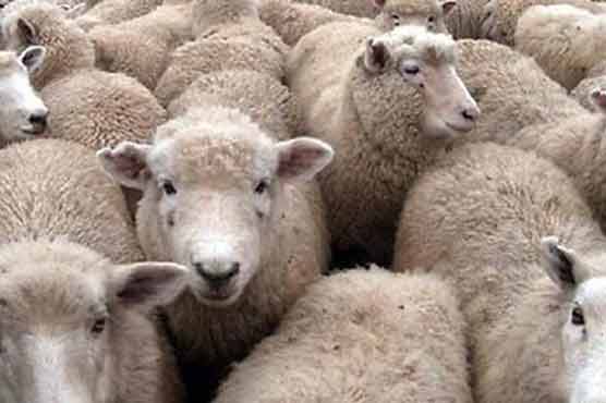 Sheep imported from Australia suffer from disease