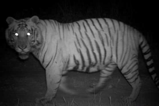 Nepal tigers use locals' paths during night