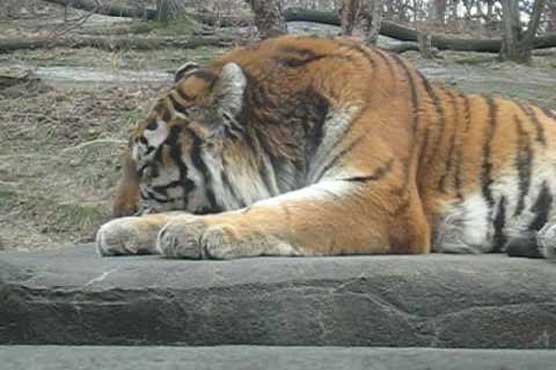 Man jumps off monorail at US zoo, mauled by tiger