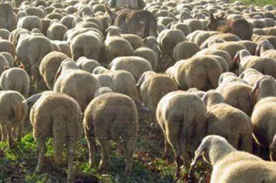 Flock of sheep enter Australian sports shop 