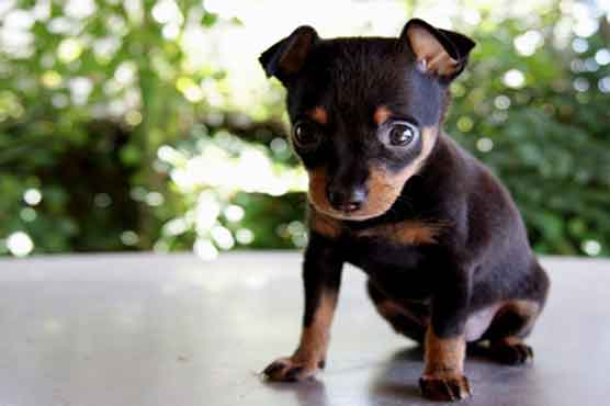 Couple charged with selling neighbor's dog 