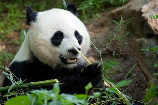 Giant panda cub born at National Zoo dies