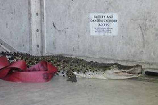 Crocodile escapes on Qantas flight