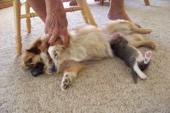 Dog quickly takes in, nurses stray kitten