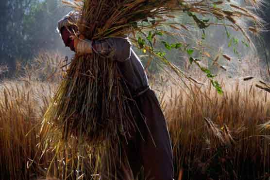  Govt to produce power from agriculture waste