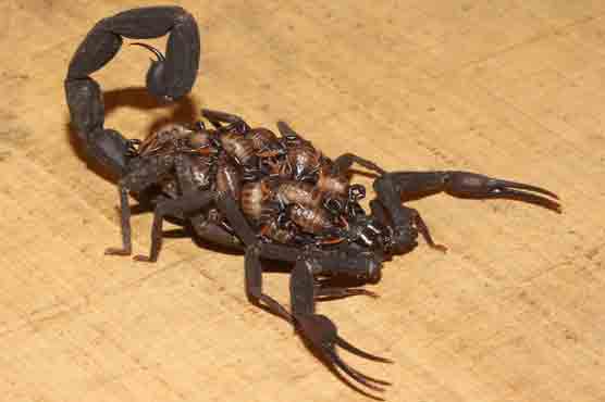 600 scorpions found from baggage of air passenger 