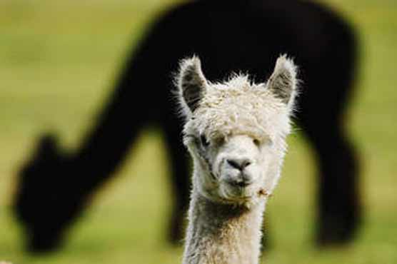 US woman dies after pet llama slips, strikes her