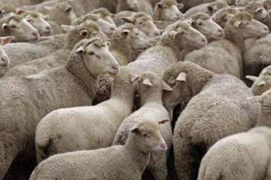 SHC seeks fresh medical report on Australian sheep