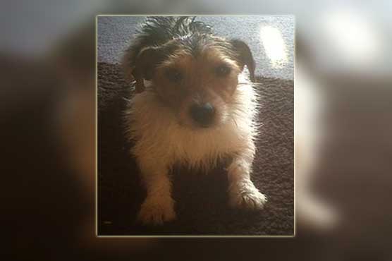 Stolen dog finds its own way home