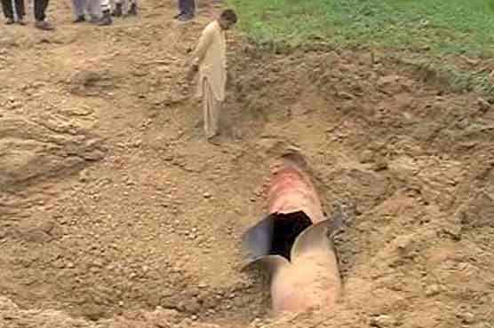 Blast at Zamzama gas pipeline disrupts supply