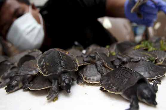 Indonesia seizes 700 pig-nosed turtles at airport 