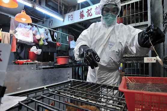  China reports 4 new bird flue cases 