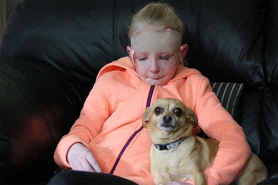 Plucky chihuahua rescues girl from pit bull attack
