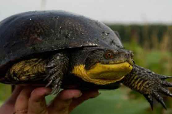 Search on turtle species proved futile