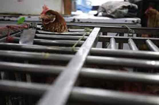 China culls birds as bird flu death toll mounts