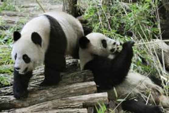 French zoo to recycle dung of celebrity pandas