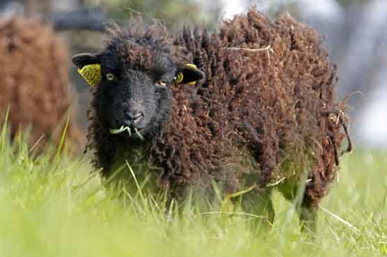 Paris employs sheep to mow city lawns