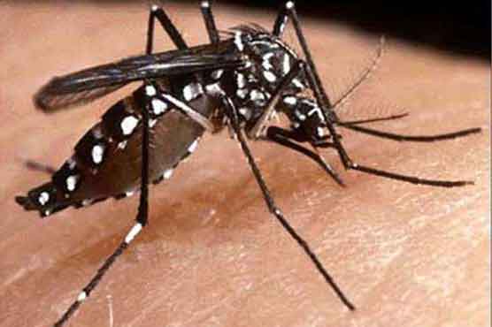 Dengue cases may be 4 times more common than known
