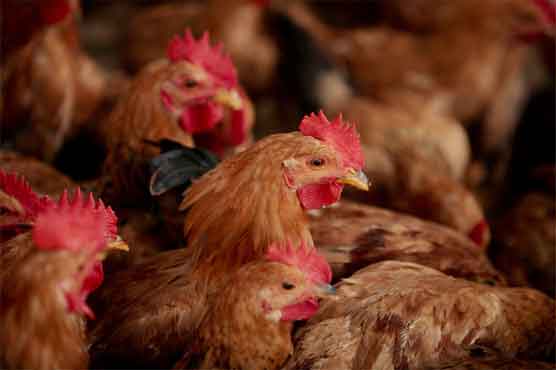 China poultry sales sink after bird flue outbreak 