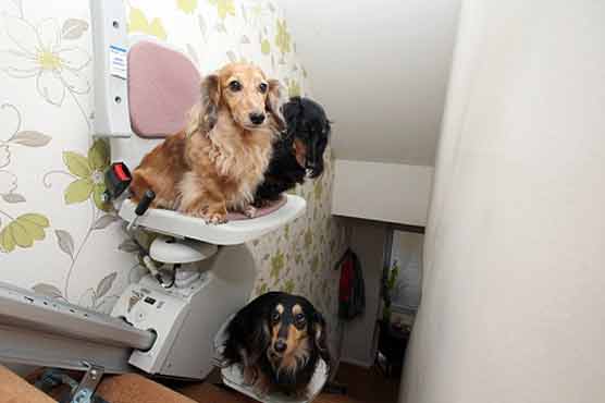 Stairlift for pampered pooches