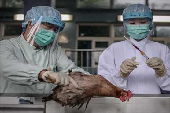 Bird flu vaccine 'many months' away: US experts