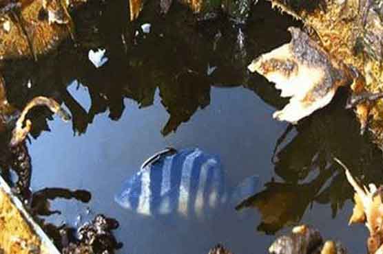 Fish survive 5,000-mile trip from Japan to America