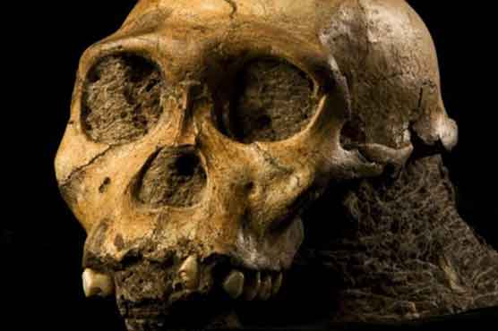 Fossils show 'weird' mosaic of chimp-human traits