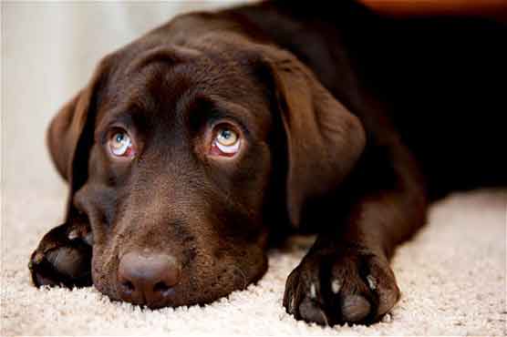 Dogs being marginalized, Kennel Club warns 