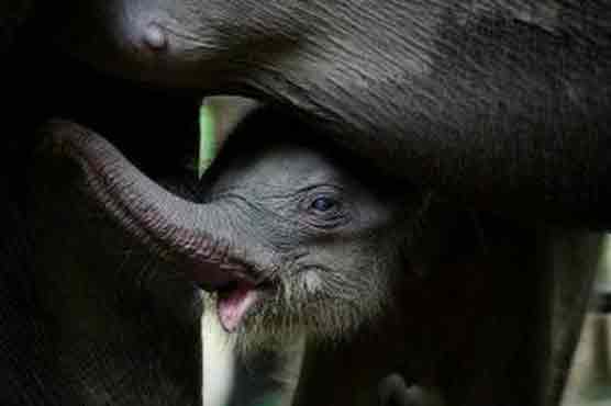 Baby elephant of rare species born in captivity