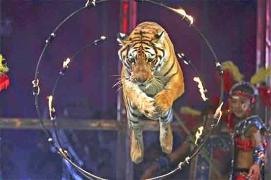 England to ban wild animals in travelling circuses 