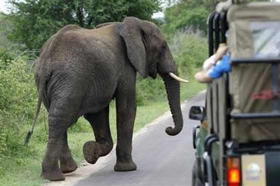 Charging elephant injures two tourists in South Africa