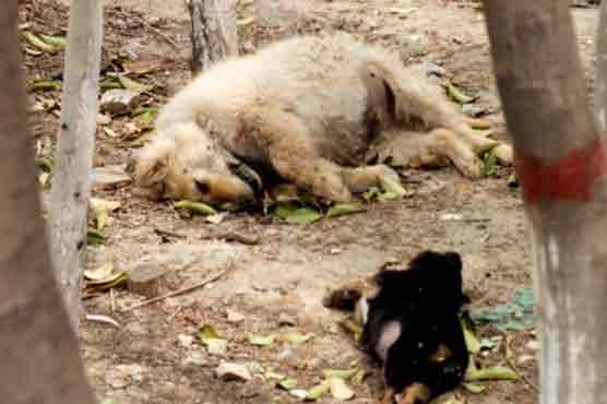 Hundreds of pigs, dogs die mysteriously in Beijing